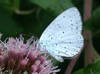 Celastrina argiolus L. adulte - �Philippe Mothiron