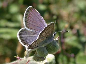 Plebejus bellieri Obth. adulte - �Herv� Guyot