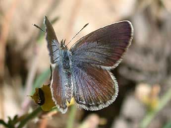 Plebejus bellieri Obth. adulte - �Herv� Guyot