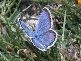 Plebejus argus L. adulte - �Philippe Mothiron