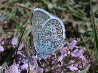 Plebejus argus L. adulte - �Philippe Mothiron