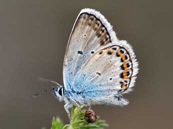 Plebejus argus L. adulte - �Daniel Morel