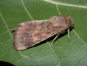 Helicoverpa armigera Hb. adulte - �Philippe Mothiron