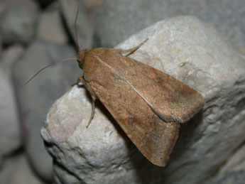 Helicoverpa armigera Hb. adulte - �Philippe Mothiron