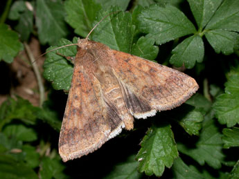 Helicoverpa armigera Hb. adulte - �Philippe Mothiron