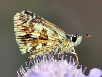 Pyrgus armoricanus Obth. adulte - �Daniel Morel