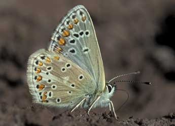 Aricia artaxerxes F. adulte - �Tristan Lafranchis