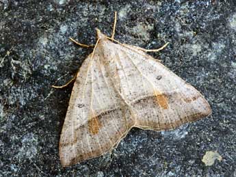 Macaria artesiaria D. & S. adulte - �Daniel Morel