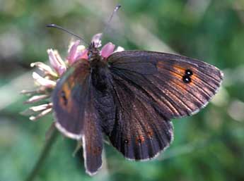 Erebia arvernensis Obth. adulte - �Tristan Lafranchis