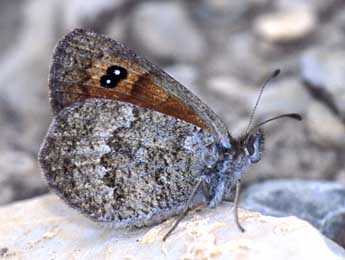 Erebia arvernensis Obth. adulte - �Tristan Lafranchis