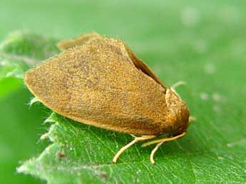 Heterogenea asella D. & S. adulte - �Jean-Paul Quinette