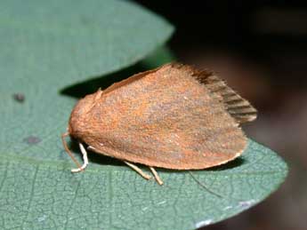 Heterogenea asella D. & S. adulte - �Philippe Mothiron