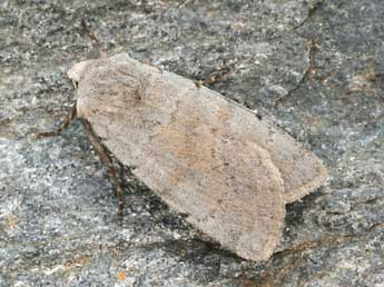 Xestia ashworthii Dbld. adulte - �Daniel Morel