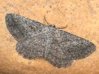 Rhoptria asperaria Hb. adulte - �Daniel Morel