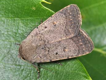 Caradrina aspersa Rbr adulte - �Philippe Mothiron