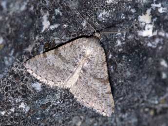 Isturgia assimilaria Rbr adulte - �J�r�me Barbut