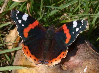 Vanessa atalanta L. adulte - �Philippe Mothiron