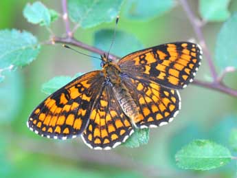 Melitaea athalia Rott. adulte - �Philippe Mothiron