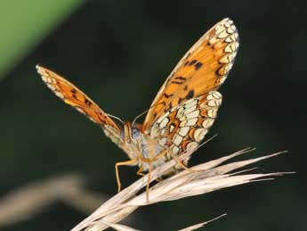 Melitaea athalia Rott. adulte - �Philippe Mothiron