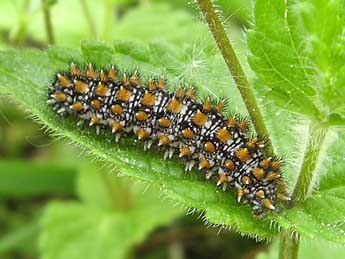  Chenille de Melitaea athalia Rott. - �Thimothy Cowles
