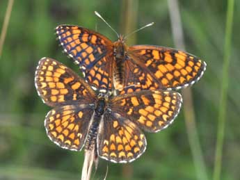 Melitaea athalia Rott. adulte - �Philippe Mothiron