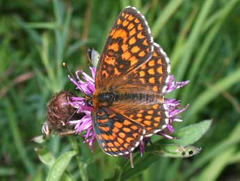 Melitaea athalia Rott. adulte - �Philippe Mothiron