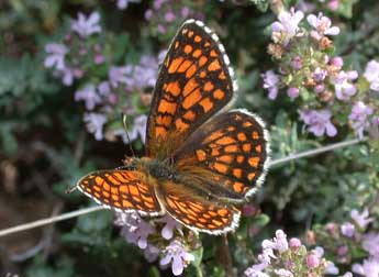 Melitaea athalia Rott. adulte - �Philippe Mothiron