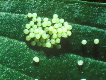  Oeuf de Melitaea athalia Rott. - �Philippe Mothiron