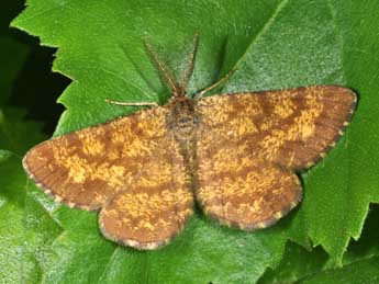 Ematurga atomaria L. adulte - �Philippe Mothiron