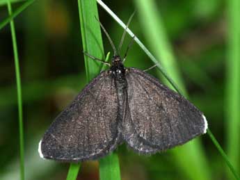 Odezia atrata L. adulte - �Philippe Mothiron