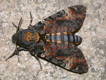 Acherontia atropos L. adulte - �Philippe Mothiron