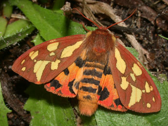 Arctia testudinaria Frc. adulte - �Philippe Mothiron