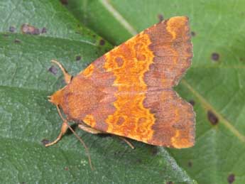 Tiliacea aurago D. & S. adulte - �Philippe Mothiron