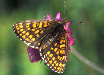 Melitaea aurelia Nick. adulte - �Tristan Lafranchis