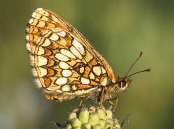 Melitaea aurelia Nick. adulte - �Tristan Lafranchis