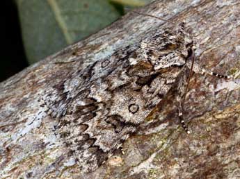 Acronicta auricoma D. & S. adulte - �Daniel Morel