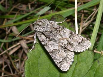 Acronicta auricoma D. & S. adulte - �Philippe Mothiron