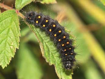  Chenille de Acronicta auricoma D. & S. - �Jean-Fran�ois Maradan