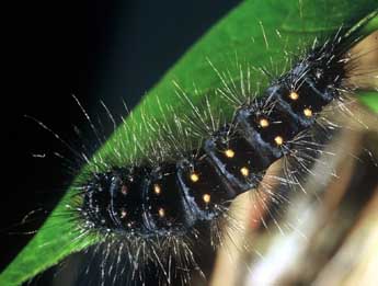  Chenille de Acronicta auricoma D. & S. - �Philippe Mothiron