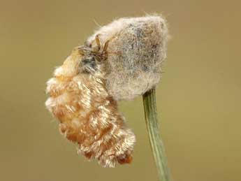 Orgyia aurolimbata Gn. adulte - �David Demerges