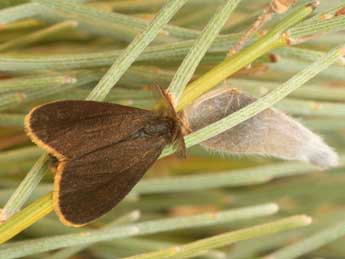 Orgyia aurolimbata Gn. adulte - �Daniel Morel