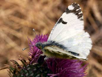 Euchloe simplonia Frr adulte - �Daniel Morel