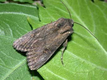 Aporophyla australis Bsdv. adulte - �Philippe Mothiron