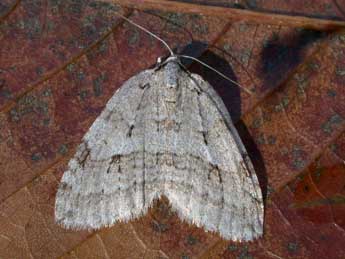 Epirrita autumnata Bkh. adulte - �Philippe Mothiron