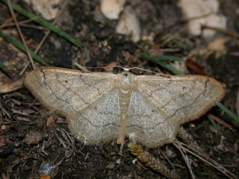 Idaea aversata L. adulte - �Philippe Mothiron