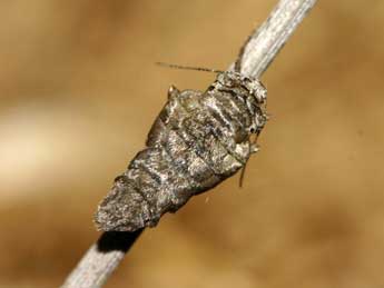 Cryopega bajaria D. & S. adulte - �Gr�gory Guicherd