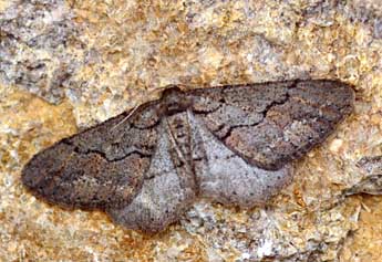 Cryopega bajaria D. & S. adulte - �Daniel Morel