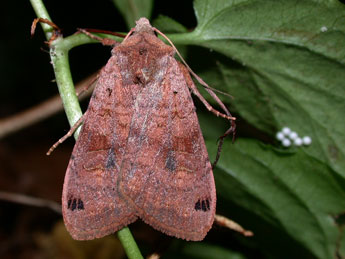 &copy;Philippe Mothiron. Xestia baja D. & S.