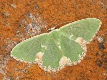 Comibaena bajularia D. & S. adulte - �Daniel Morel