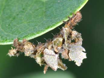  Chenille de Comibaena bajularia D. & S. - �Philippe Mothiron